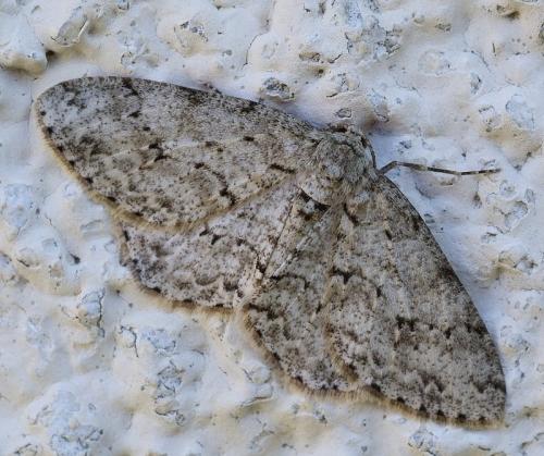 Réf. 107 179 : Ectropis crepuscularia