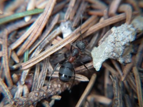 Réf. 107 817 : Formica pratensis