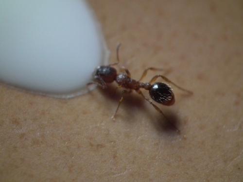 Myrmica sp.