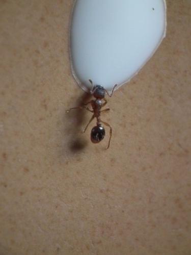 Myrmica sp.
