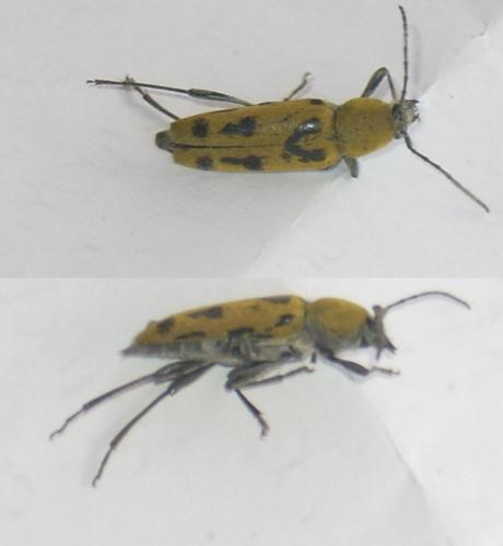 Chlorophorus glabromaculatus
