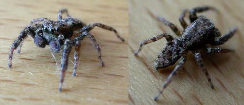 Marpissa muscosa