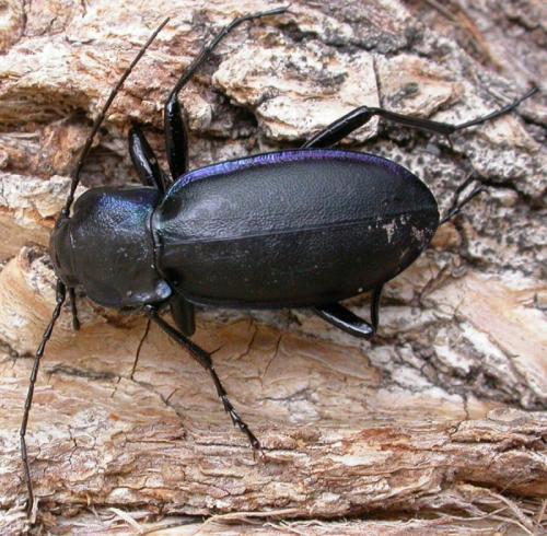 Réf. 107 482 : Carabus violaceus