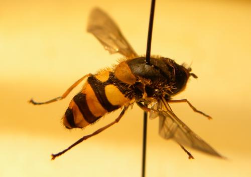 Syrphus ribesii