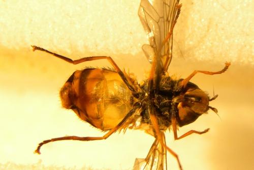 Syrphus ribesii