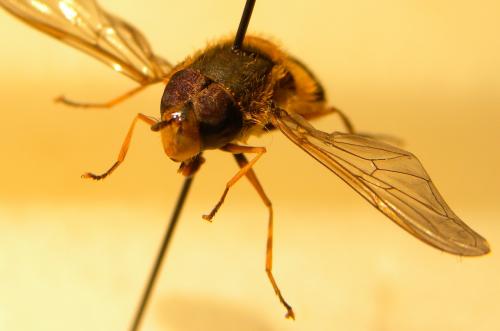 Syrphus ribesii