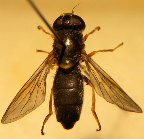 Réf. 107 280 : Cheilosia scutellata