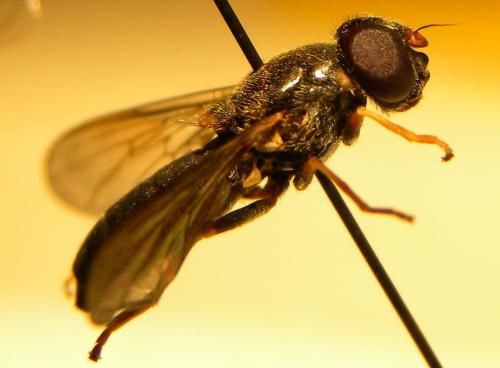 Réf. 107 281 : Cheilosia scutellata