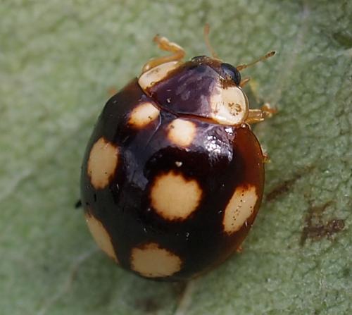 Dysis bisquatuorguttata