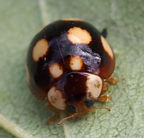 Réf. 107 312 : Dysis bisquatuorguttata