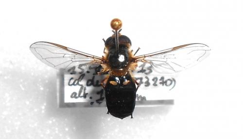 Réf. 107 996 : Scaeva pyrastri