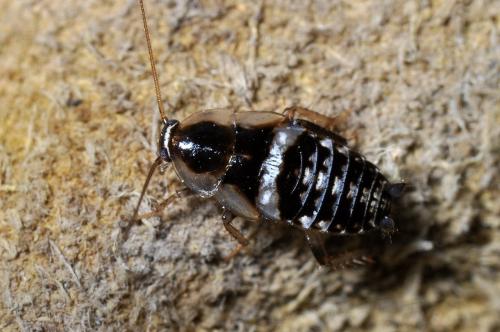 Planuncus vinzi