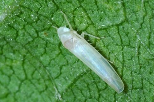 Edwardsiana sp.