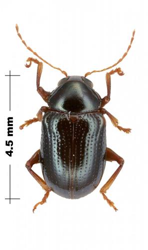 Réf. 107 382 : Metachroma sp.