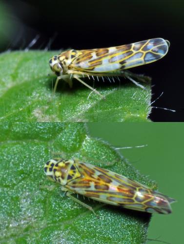 Réf. 107 731 : Eupteryx sp.