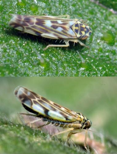 Réf. 107 625 : Eupteryx urticae
