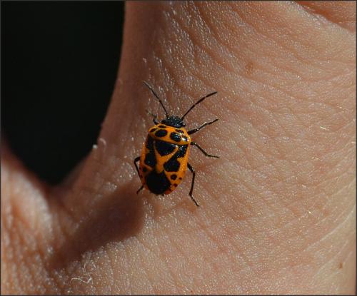 Réf. 107 276 : Eurydema dominulus