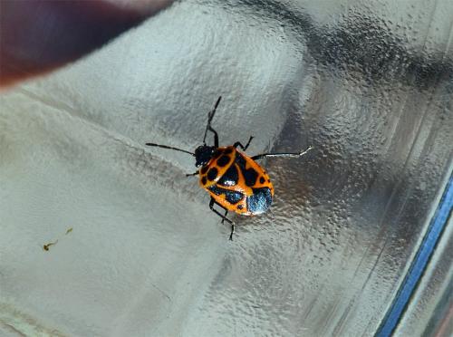 Réf. 107 277 : Eurydema dominulus