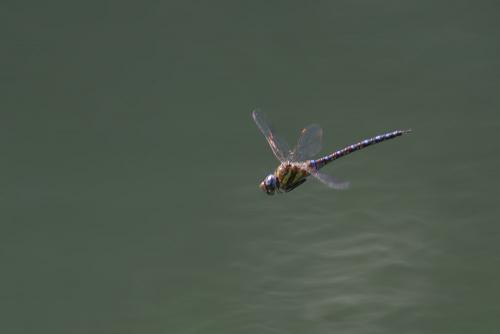 Aeshna mixta