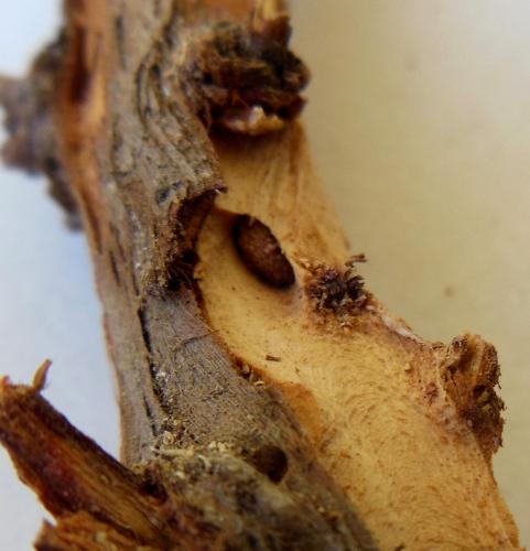 Réf. 107 019 : Icosium tomentosum