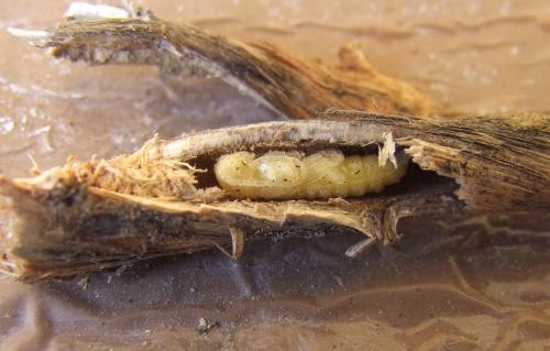 Réf. 107 588 : Phytoecia icterica