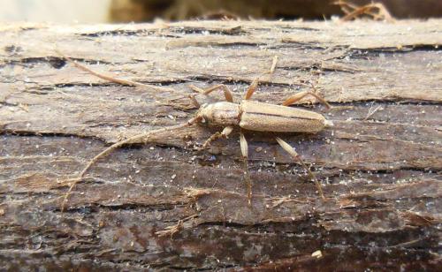 Réf. 107 091 : Icosium tomentosum
