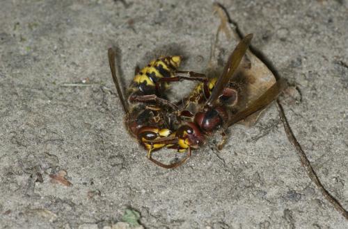 Vespa crabro