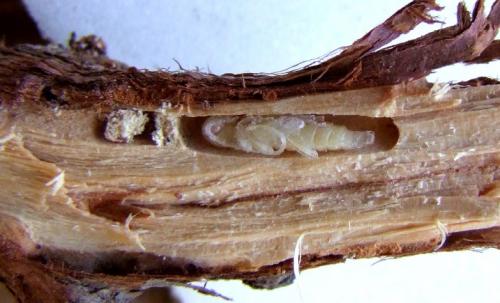 Réf. 107 023 : Icosium tomentosum