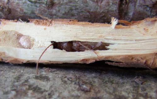 Réf. 107 089 : Icosium tomentosum