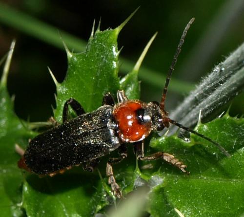 Cantharis fusca
