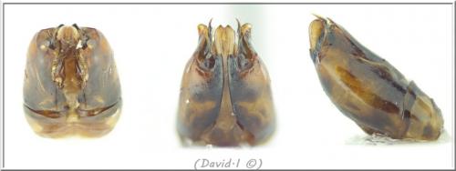 Dolichovespula sylvestris