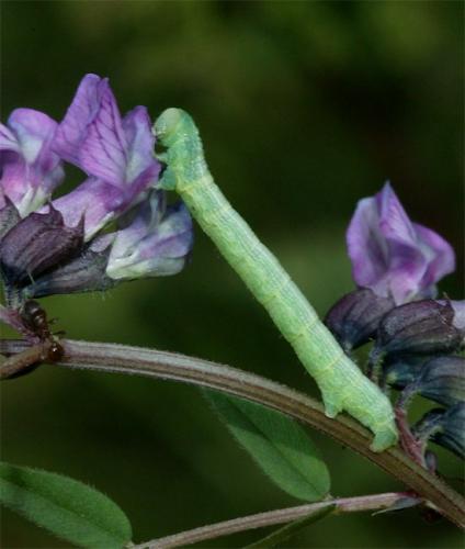 Réf. 107 135 : Cleora cinctaria