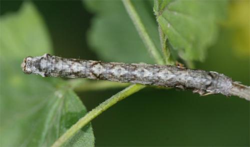 Ectropis crepuscularia