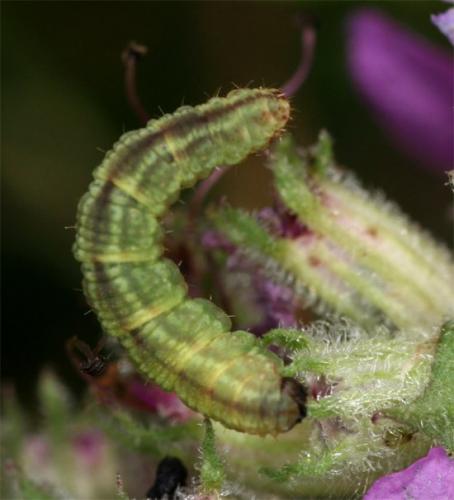 Réf. 107 905 : Gymnoscelis rufifasciata