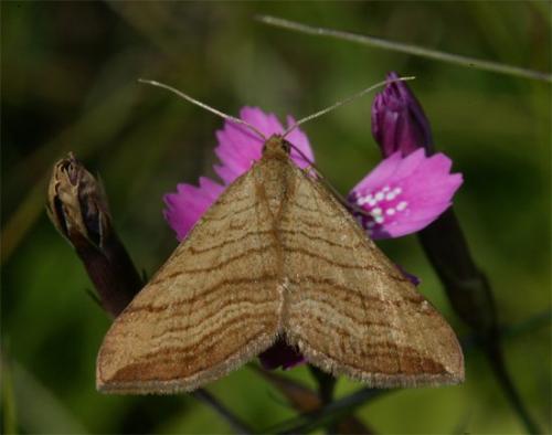 Carsia lythoxylata