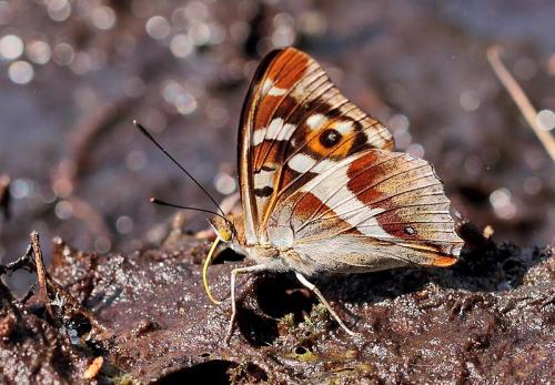 Apatura iris