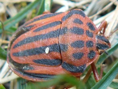Réf. 107 822 : Graphosoma semipunctatum