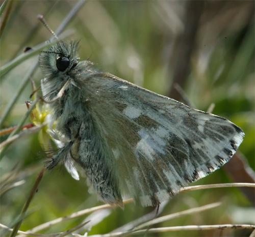 Pyrgus cacaliae
