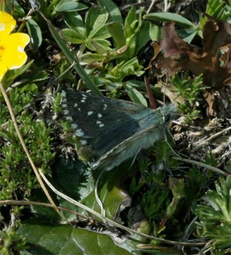 Réf. 107 118 : Pyrgus cacaliae