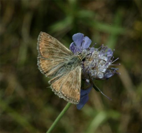 Réf. 107 154 : Erynnis tages