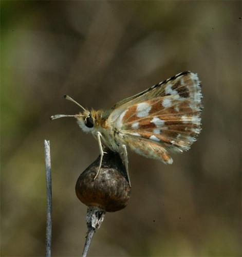 Réf. 107 210 : Spialia sertorius