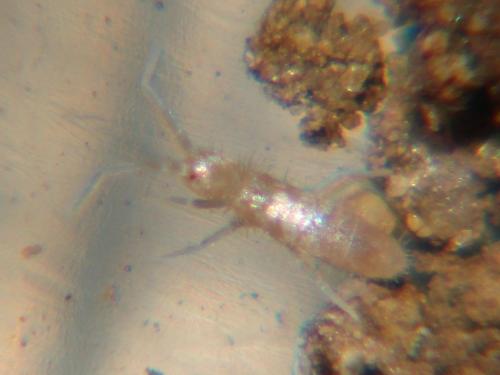 Réf. 107 162 : Heteromurus nitidus