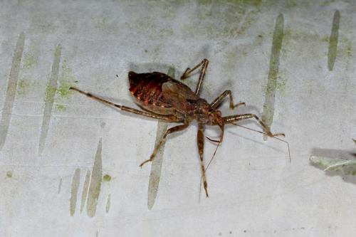 Himacerus apterus