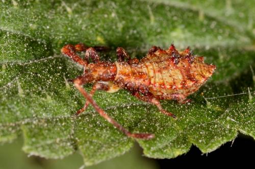 Réf. 107 248 : Coreus marginatus