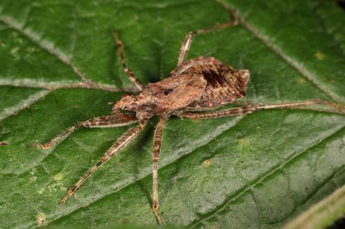 Réf. 107 558 : Himacerus apterus