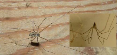 Holocnemus pluchei
