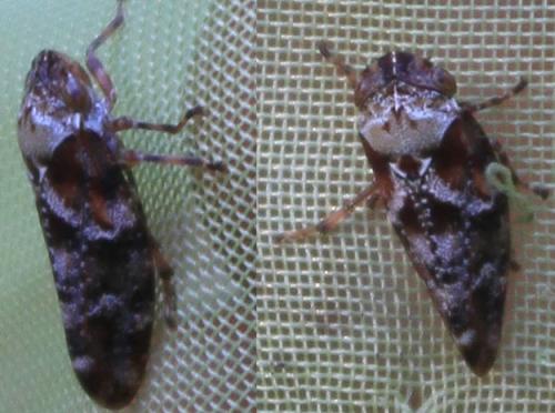 Réf. 107 252 : Aphrophora corticea