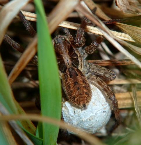 Réf. 107 580 : Hogna radiata