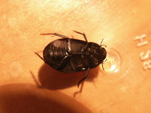 Réf. 107 633 : Hydrochara caraboides