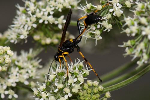 Réf. 107 755 : Sceliphron caementarium
